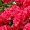 Rhododendron (Rhododendron 'Wilgen's Ruby') -Garden Plants Series Store rhwruby 2