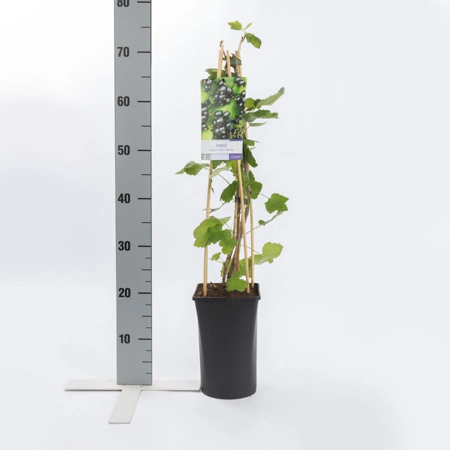 Zwarte Bes (Ribes Nigrum 'Ben Nevis') 6 Zwarte Bes (Ribes Nigrum 'Ben Nevis') - Image 4