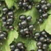 Zwarte Bes (Ribes Nigrum 'Ben Nevis') -Garden Plants Series Store ribes nigrum ben nevis 2 1