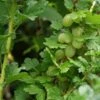 Groene Kruisbes Op Stam (Ribes Uva-crispa 'Hinnonmaki Grön') 1 Groene Kruisbes Op Stam (Ribes Uva-crispa 'Hinnonmaki Grön') -Garden Plants Series Store ribes uva crispa hinnonmaeki 3
