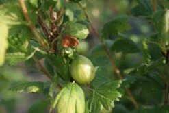 Groene Kruisbes Op Stam (Ribes Uva-crispa 'Hinnonmaki Grön') -Garden Plants Series Store ribes uva crispa hinnonmaki gr n lage res