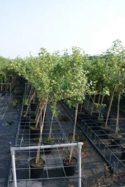 Groene Kruisbes Op Stam (Ribes Uva-crispa 'Hinnonmaki Grön') -Garden Plants Series Store ribes uva crispa hinnonmaki gr n stam lage res