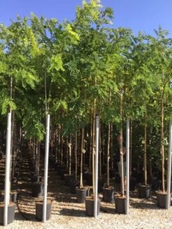 Acacia (Robinia Margaretta 'Casque Rouge') -Garden Plants Series Store robinia caque rouge 8 10