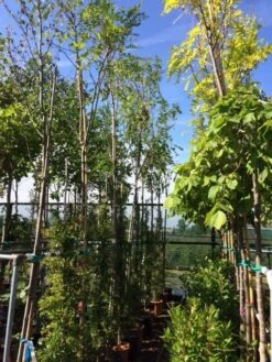 Acacia (Robinia Margaretta 'Casque Rouge') -Garden Plants Series Store robinia casque rouge 12 14