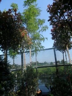 Acacia (Robinia Margaretta 'Casque Rouge') -Garden Plants Series Store robinia margaretta casque rouge 10 12 14ho cont