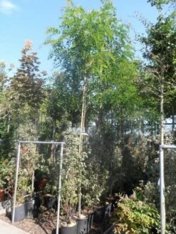 Acacia (Robinia Margaretta 'Casque Rouge') -Garden Plants Series Store robinia margaretta casque rouge 8 10 12ho cont