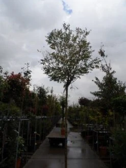 Bolacacia (Robinia Pseudoacacia 'Umbraculifera') -Garden Plants Series Store robinia ps. umbraculifera 1214