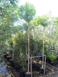 Bolacacia (Robinia Pseudoacacia 'Umbraculifera') -Garden Plants Series Store robinia pseudoacacia umbraculifera 10 12ho cont 1