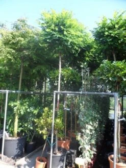 Bolacacia (Robinia Pseudoacacia 'Umbraculifera') -Garden Plants Series Store robinia pseudoacacia umbraculifera 12 14ho cont 1