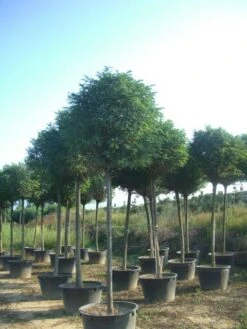 Bolacacia (Robinia Pseudoacacia 'Umbraculifera') -Garden Plants Series Store robinia pseudoacacia umbraculifera 20 25ho c230 1