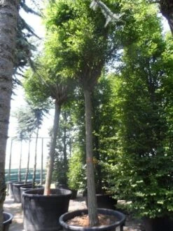 Bolacacia (Robinia Pseudoacacia 'Umbraculifera') -Garden Plants Series Store robinia pseudoacacia umbraculifera 35 40ho c500