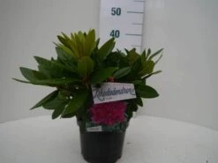 Rhododendron (Rhododendron 'Rocket') -Garden Plants Series Store rocket c2 voor