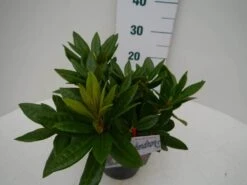 Rhododendron (Rhododendron 'Rocket') -Garden Plants Series Store rocket c2 zij