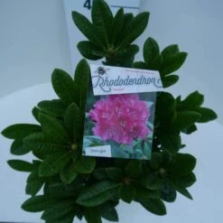 Rhododendron (Rhododendron 'Rocket') -Garden Plants Series Store rocket c5 boven 1