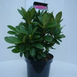 Rhododendron (Rhododendron 'Rocket') -Garden Plants Series Store rocket c5 voor