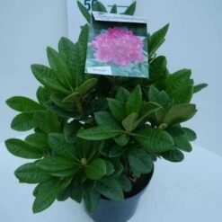 Rhododendron (Rhododendron 'Rocket') -Garden Plants Series Store rocket c5 zij