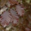 Rode Beuk Als Leiboom (Fagus Sylvatica 'Atropurpurea') -Garden Plants Series Store rodebeukbladv01