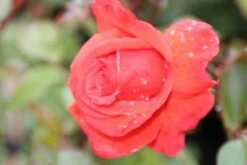 Klimroos (Rosa 'Bionda') -Garden Plants Series Store rosa bionda 1 1