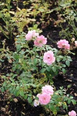 Trosroos (Rosa 'Bonica 82') -Garden Plants Series Store rosa bonica 82 1 1