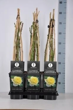 Klimroos (Rosa 'Climbing Chinatown') -Garden Plants Series Store rosa climbing chinatown in de winter