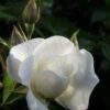 Klimroos (Rosa 'Climbing Snow Princess') -Garden Plants Series Store rosa climbing snow princess 1