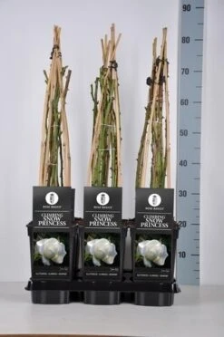 New Arrival -Garden Plants Series Store rosa climbing snow princess in de winter c3