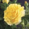 Klimroos (Rosa 'Golden Climber') -Garden Plants Series Store rosa golden climber 2 1