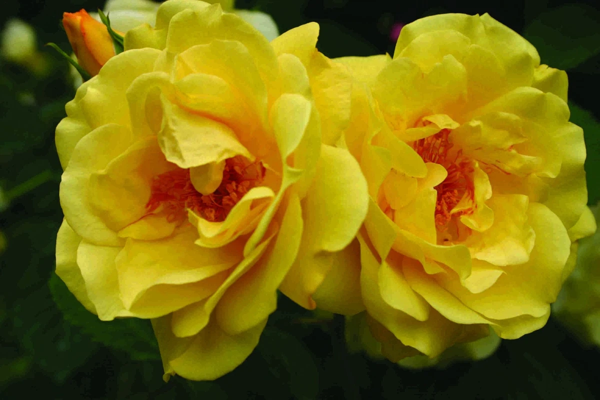 Klimroos (Rosa 'Golden Gate') 3 Klimroos (Rosa 'Golden Gate')