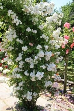 Miniklimroos (Rosa 'Guirlande D'Amour') -Garden Plants Series Store rosa guirlande d amour