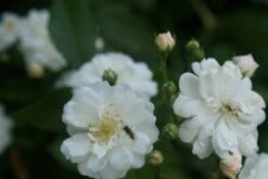 Miniklimroos (Rosa 'Guirlande D'Amour') -Garden Plants Series Store rosa guirlande d amour 1 1