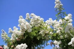 Miniklimroos (Rosa 'Guirlande D'Amour') -Garden Plants Series Store rosa guirlande d amour 2 2