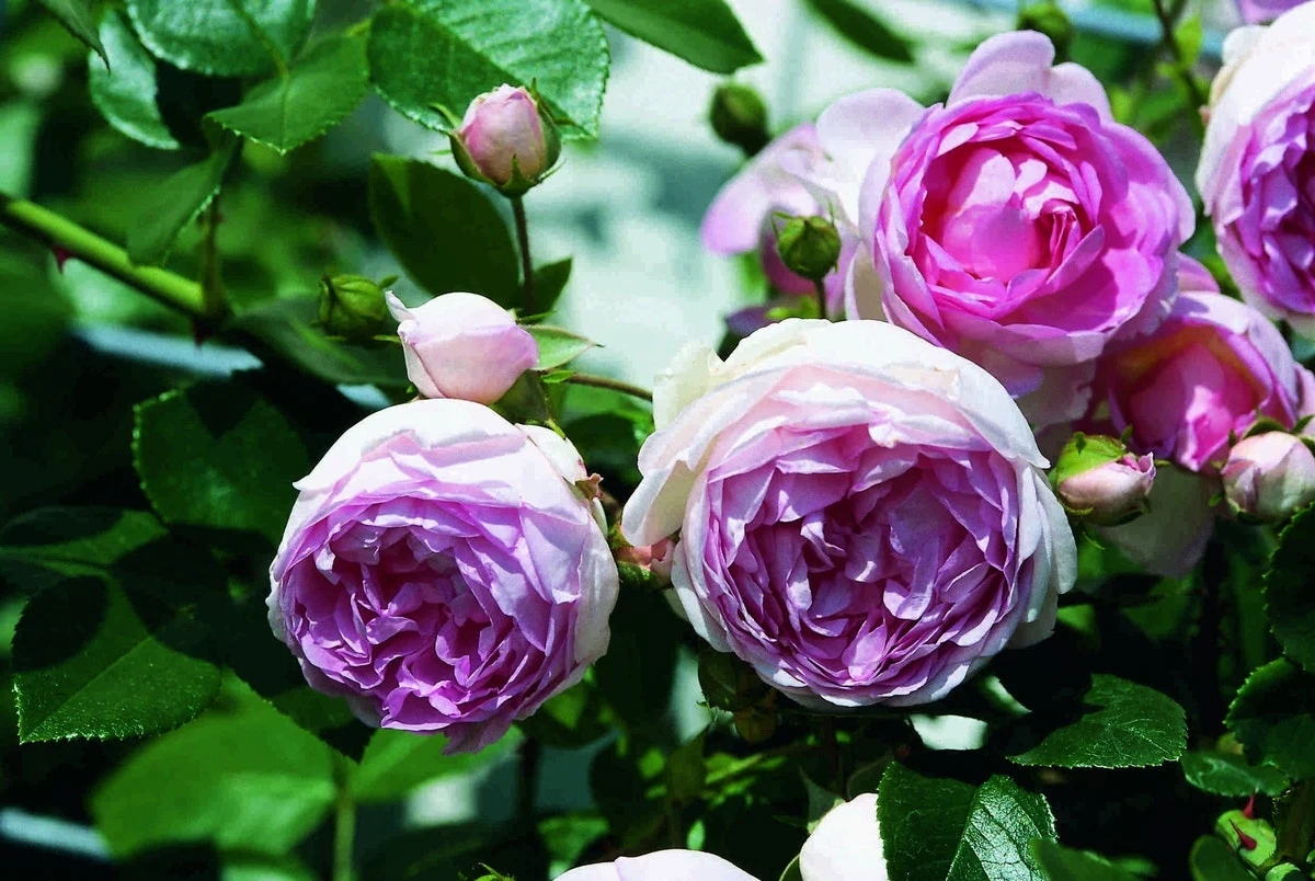 Klimroos (Rosa 'Jasmina') 4 Klimroos (Rosa 'Jasmina') - Image 2