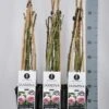 Klimroos (Rosa 'Jasmina') -Garden Plants Series Store rosa jasmina klimroos in de winter c3 3stok75 kaal