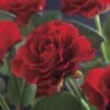 Klimroos (Rosa 'Paul's Scarlet Climber') -Garden Plants Series Store rosa paul s scarlet climber 2 1