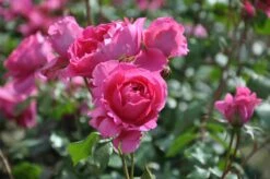 Klimroos (Rosa 'Pink Cloud') -Garden Plants Series Store rosa pink cloud