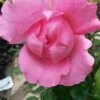 Klimroos (Rosa 'Pink Cloud') -Garden Plants Series Store rosa pink cloud 1