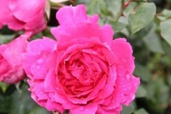 Klimroos (Rosa 'Pink Cloud') -Garden Plants Series Store rosa pink cloud 2 1