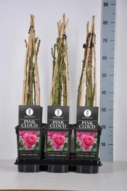 Klimroos (Rosa 'Pink Cloud') -Garden Plants Series Store rosa pink cloud in de winter