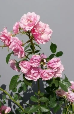 Trosroos (Rosa 'Bonica 82') -Garden Plants Series Store rosabonica01