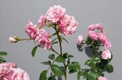 Trosroos (Rosa 'Bonica 82') -Garden Plants Series Store rosabonica02
