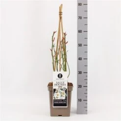 Roos (Rosa 'Sally Holmes') -Garden Plants Series Store rosasallyholmes01