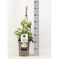 Roos (Rosa 'Sally Holmes') -Garden Plants Series Store rosasallyholmes02