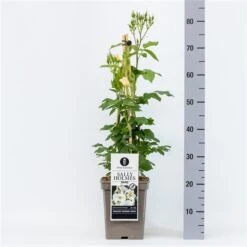 Roos (Rosa 'Sally Holmes') -Garden Plants Series Store rosasallyholmes04