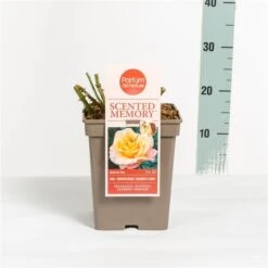 Roos (Rosa 'Scented Memory') -Garden Plants Series Store rosascentedmemory03