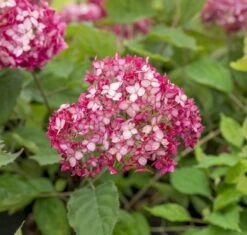 Hortensia (Hydrangea 'Ruby Annabelle') -Garden Plants Series Store ruby annabelle 6