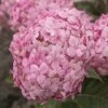 Hortensia (Hydrangea 'Ruby Annabelle') -Garden Plants Series Store ruby annabelle 8