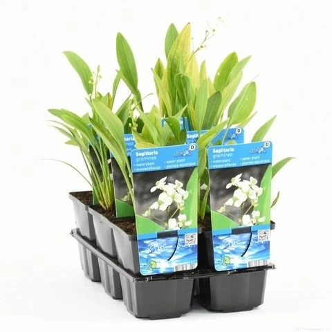 Pijlkruid (Sagittaria Graminea) 6 Pijlkruid (Sagittaria Graminea) - Image 4