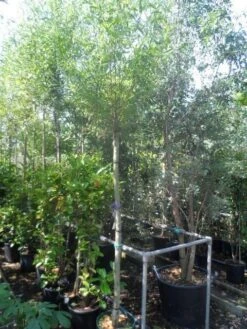 Knotwilg (Salix Alba) -Garden Plants Series Store salix alba 12 14 16ho cont 2