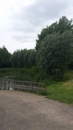 Knotwilg (Salix Alba) -Garden Plants Series Store salix alba knotwilg 1 2