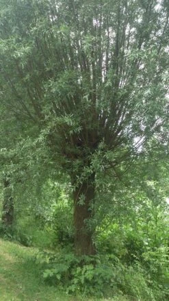 Knotwilg (Salix Alba) -Garden Plants Series Store salix alba knotwilg 2 2